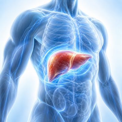 Supports Your Liver